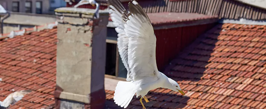 Residential Chimney Animal Removal Solution in Seaford, NY