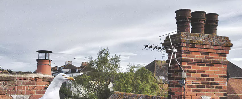Chimney Cleaning And Restoration in Seaford, New York